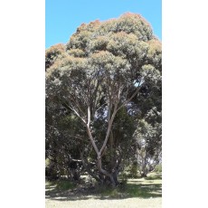 Eucalyptus saligna