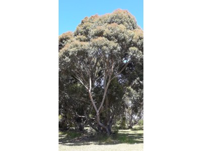 Eucalyptus saligna Eucalyptus saligna