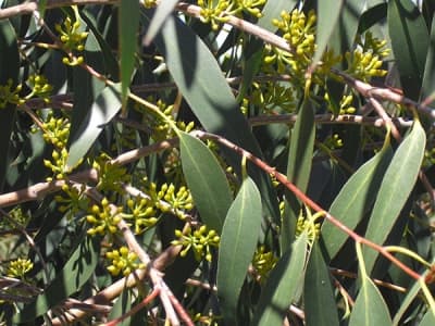 NZ Dryland Forests Initiative: Media Release